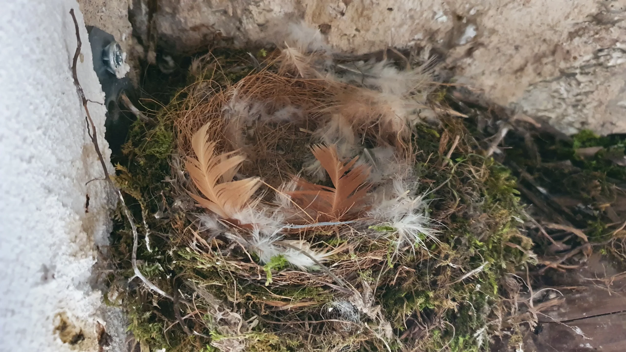LES LOGES 10 Oiseaux 1