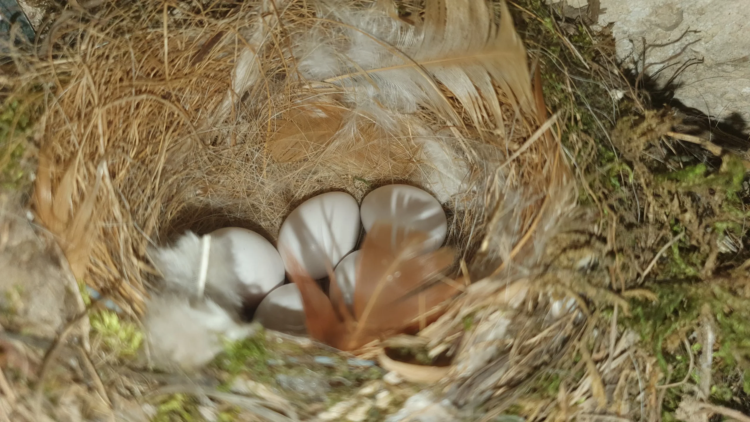 LES LOGES 10 Oiseaux 2