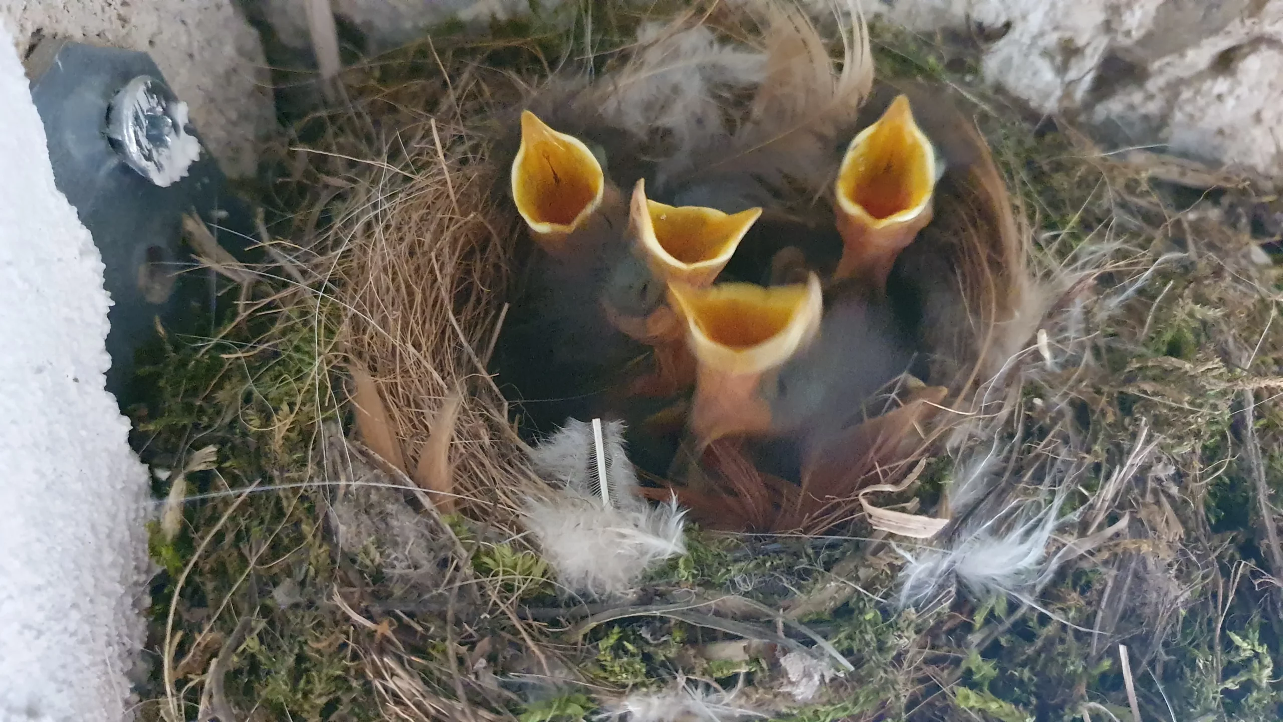 LES LOGES 10 Oiseaux 3